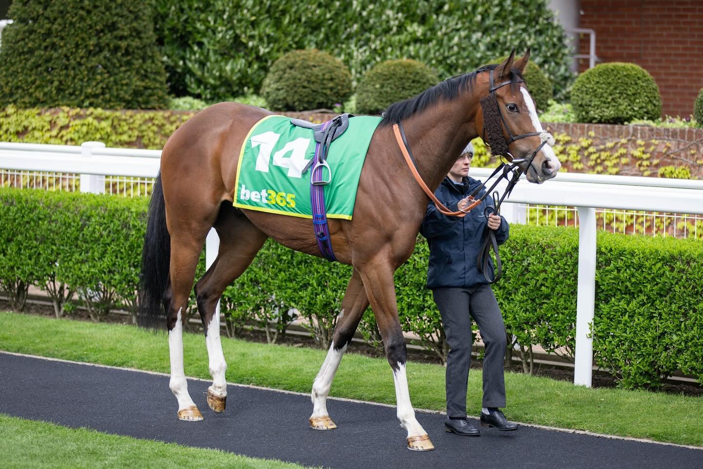 📸 Cajetan &amp; connections at Newmarket Racecourse yesterday ahead of his run 🏇

#JackChannonRacing #JCR