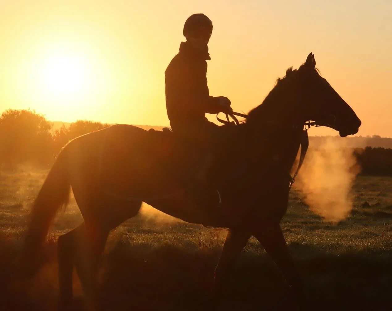 Catching the morning autumn sun on Hodcott Down 🍂

#JCR #JackChannonRacing #Horse #HorseRacing
