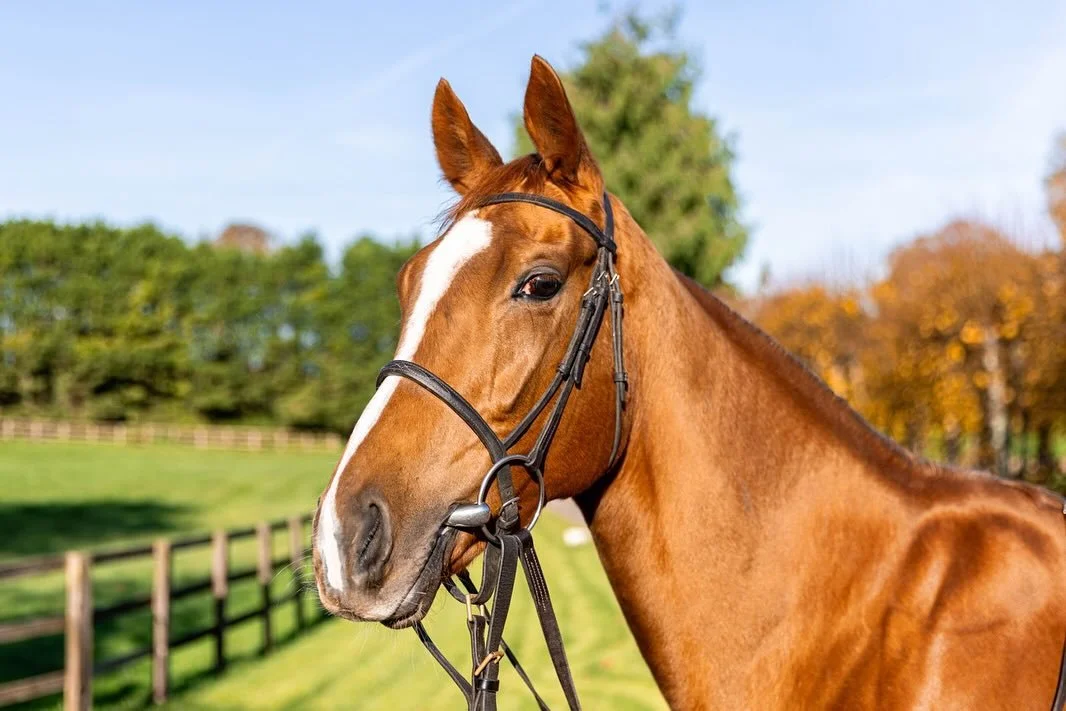 We are thrilled to offer two exceptional fillies in the Sceptre Sessions of the #TattsDecember Mare Sale on Tuesday evening with 𝗚𝗔𝗧𝗛𝗘𝗥 𝗬𝗘 𝗥𝗢𝗦𝗘𝗕𝗨𝗗𝗦 (Lot 1745) and 𝗖𝗔𝗘𝗥𝗡𝗔𝗥𝗙𝗢𝗡 (Lot 1767)

Both fillies have been stars for us, a