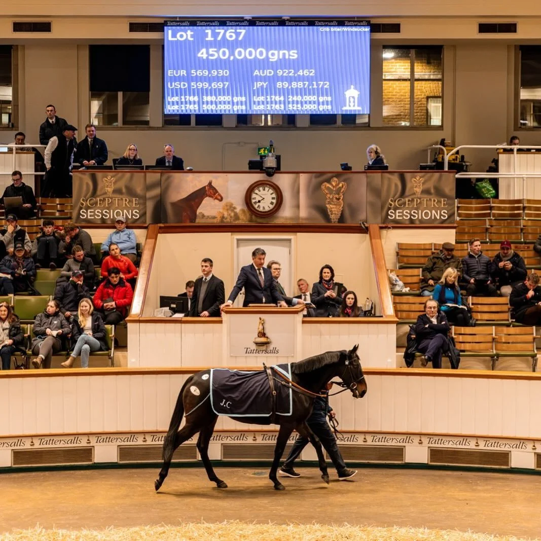 Two-time Listed winner, and multiple stakes placed filly, 𝗖𝗔𝗘𝗥𝗡𝗔𝗥𝗙𝗢𝗡, went through the ring at Park Paddocks yesterday evening, selling for 450,000gns to Hillwood Stud. She was a flag bearer for the yard and it is a great result for the tea