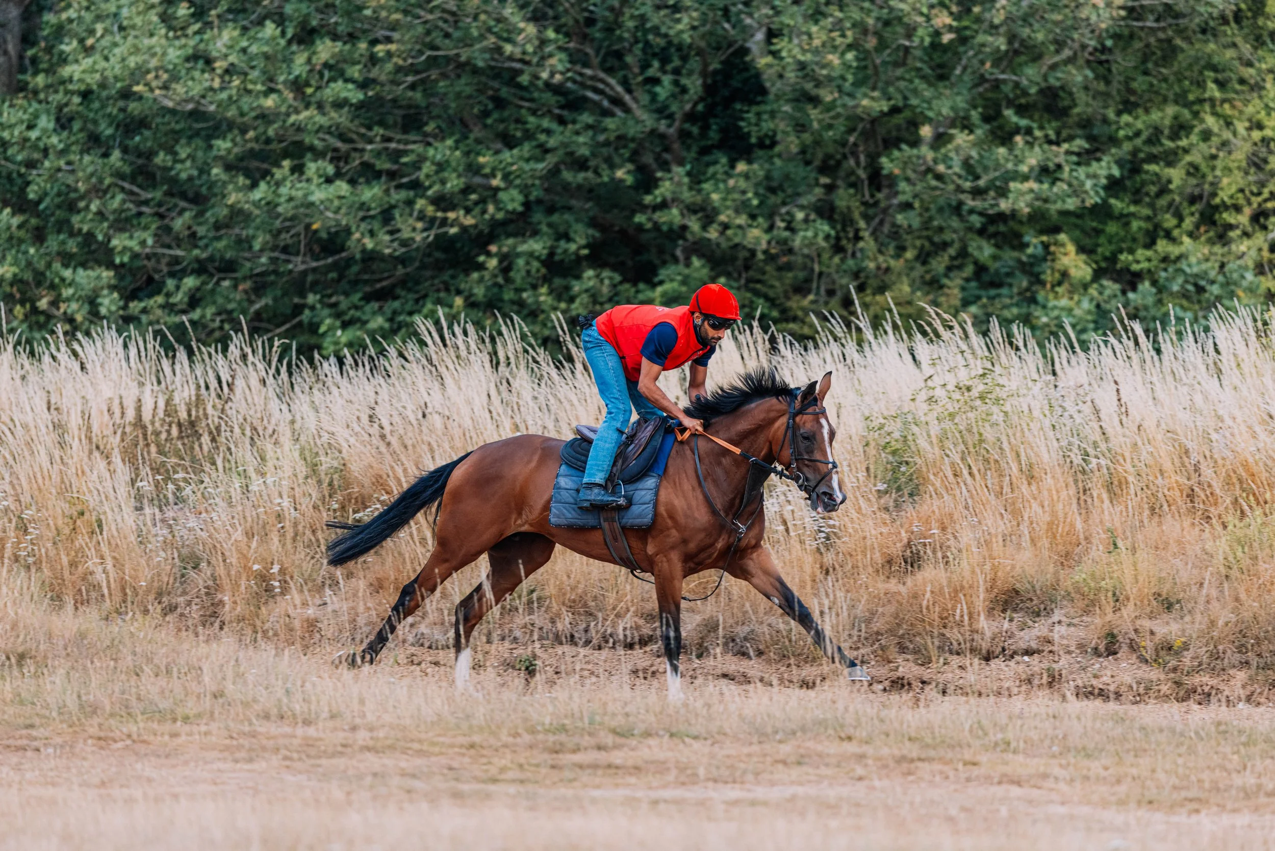 August: From the Track to the Sales Ring