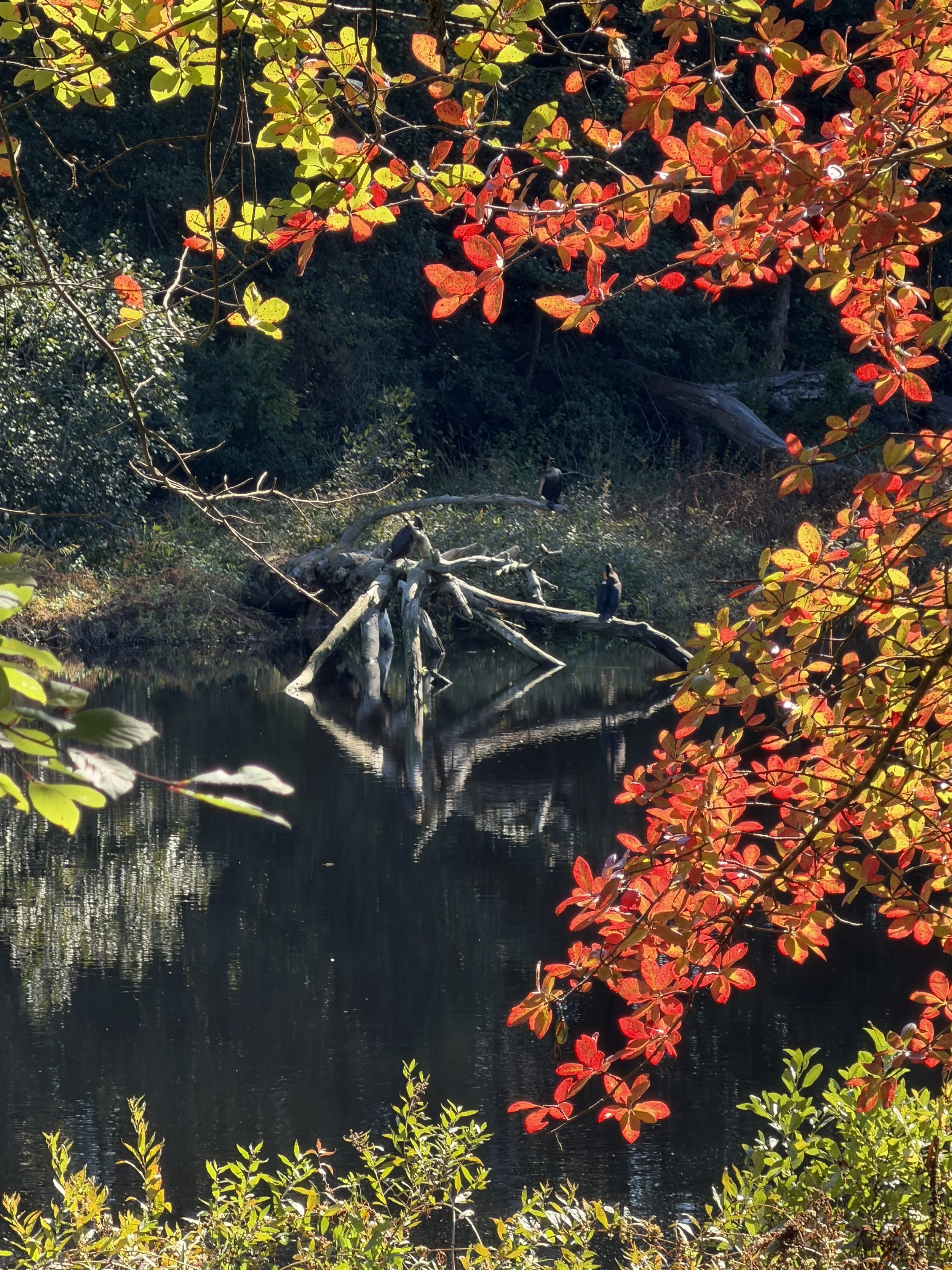 How to Let Go This Fall With a Simple Relaxation Practice
