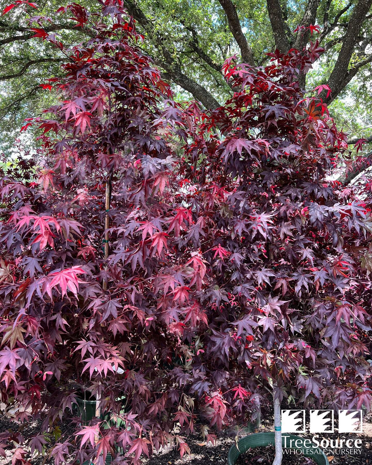 Japanese Maple&rsquo;s Available!
 
Bloodgood and Emperor 1 ✨ 

_________

#treesourcewholesalenursery
#thetreesourcedifference
#spring2023
#nurserylife
#houstontx
#horticulture
#excellentservice
#exquisitequality
#extensiveassortment
#keepingitgreen
