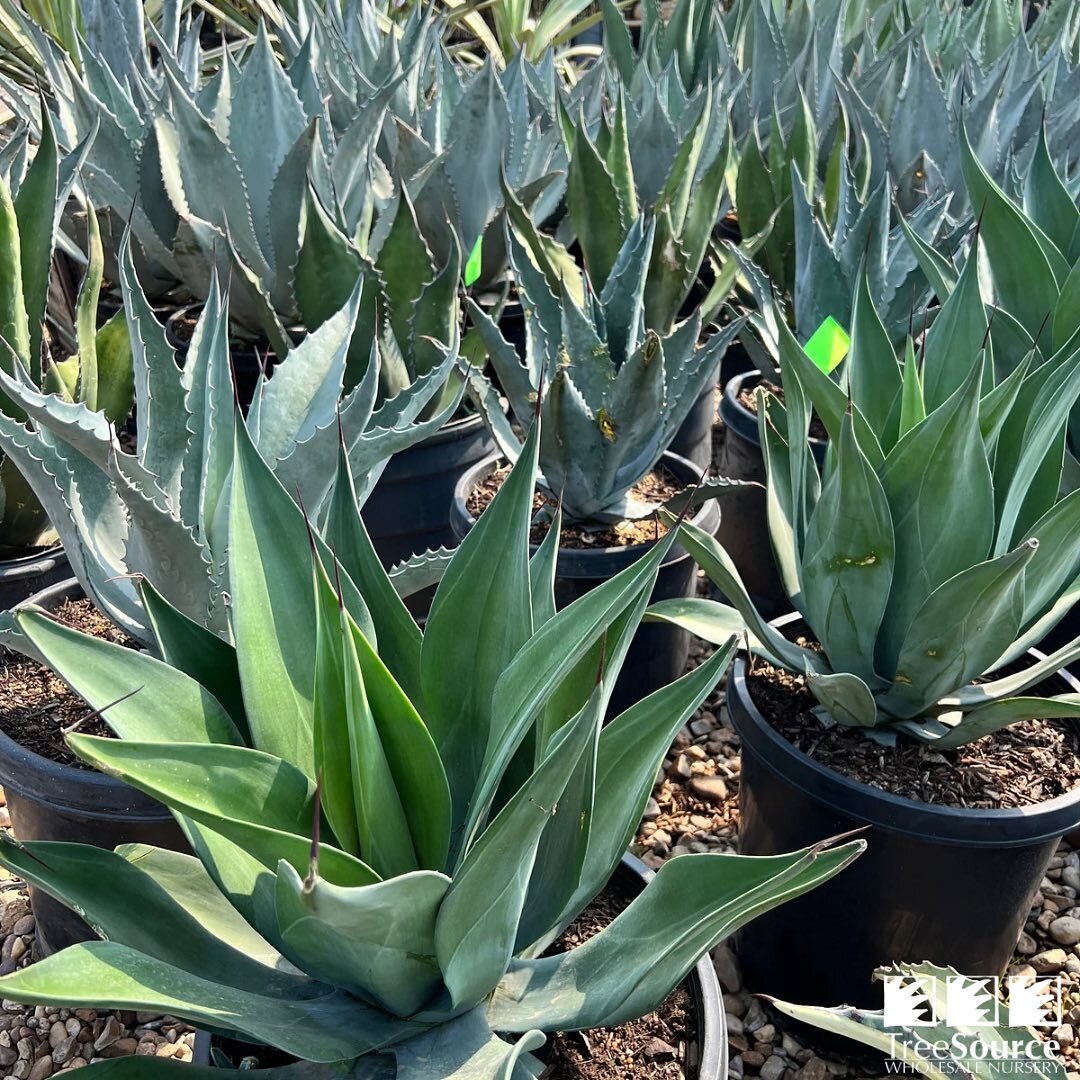 Great selection of Agave&rsquo;s now available! 💚✨

#treesourcewholesalenursery
#thetreesourcedifference
#spring2023
#nurserylife
#houstontx
#horticulture
#excellentservice
#exquisitequality
#extensiveassortment
#keepingitgreensince1989
#houstontree