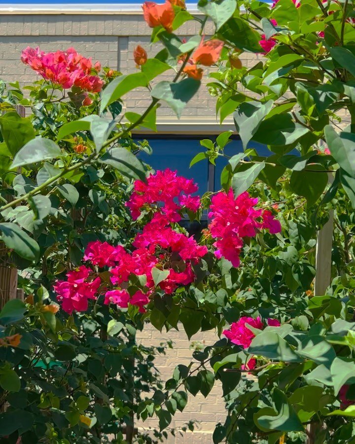 Bougainvilleas at their best! 😍

#treesourcewholesalenursery
#thetreesourcedifference
#summer2023
#nurserylife
#houstontx
#horticulture
#excellentservice
#exquisitequality
#extensiveassortment
#keepingitgreensince1989
#houstontrees
#landscapinghoust