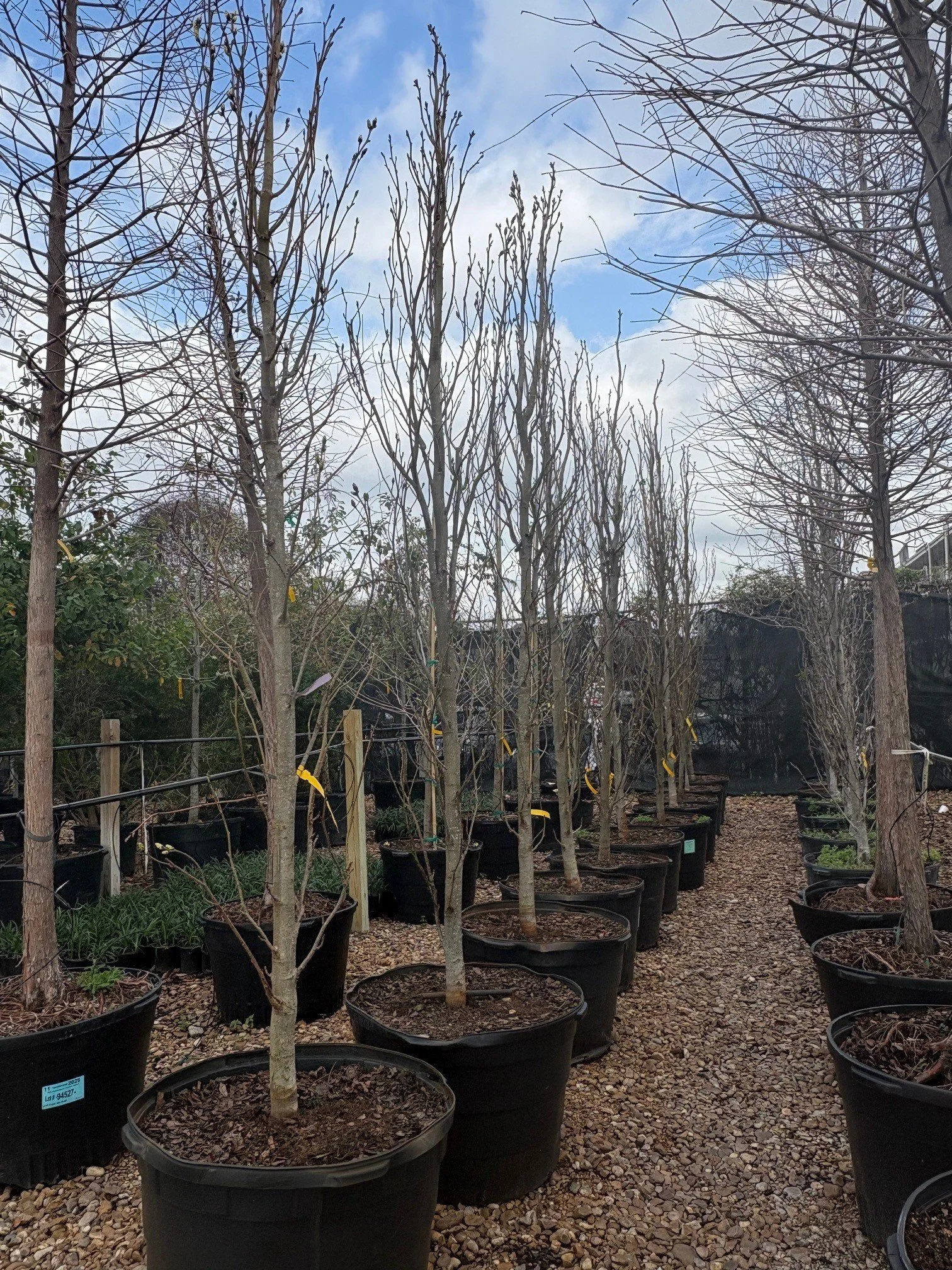 #45 Slender Silouette Sweetgum.jpg