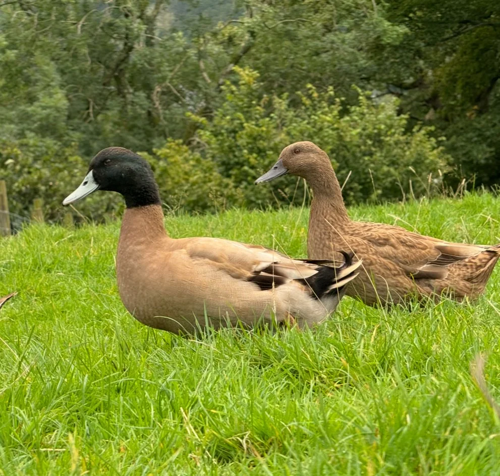 Two ducks, one with a black head and beige body, and the other with a brown body, walking on a grassy field near trees.