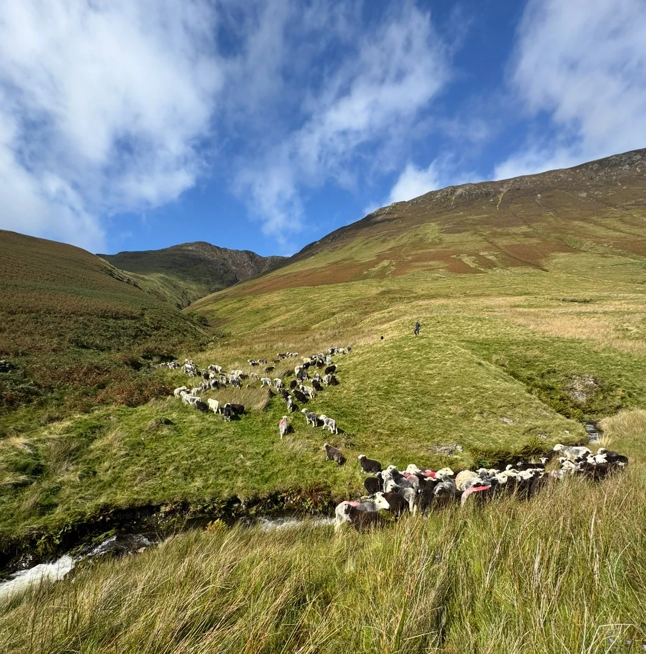Herd of cows grazing on grassy hillside in a mountainous area under a partly cloudy blue sky.