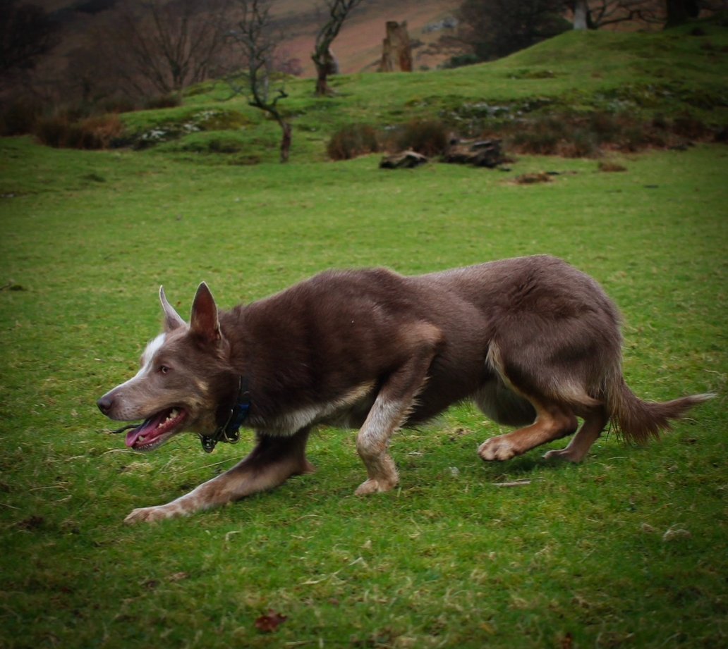 A brown and white dog with one ear up, running on a grassy field.