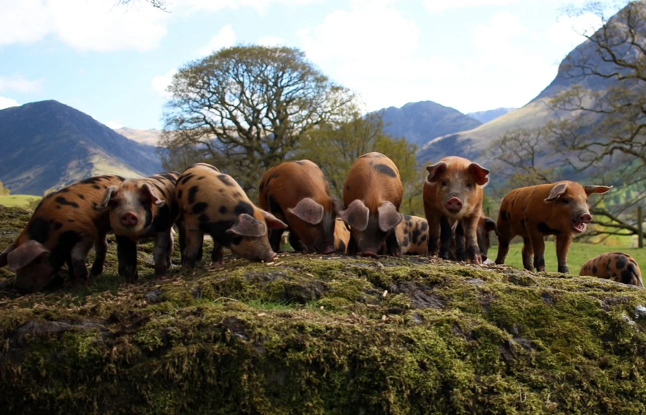 A group of piglets standing on mossy ground in a scenic outdoor landscape with mountains and trees in the background.