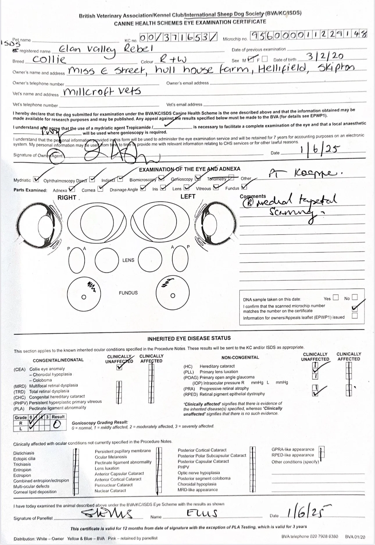 This is a veterinary eye examination certificate for a dog named Clan Valley Rebel. It includes the dog's details, owner information, examination results, diagrams of both eyes with markings, and comments about the health check. The certificate shows the right eye and left eye examinations, including findings and health status.