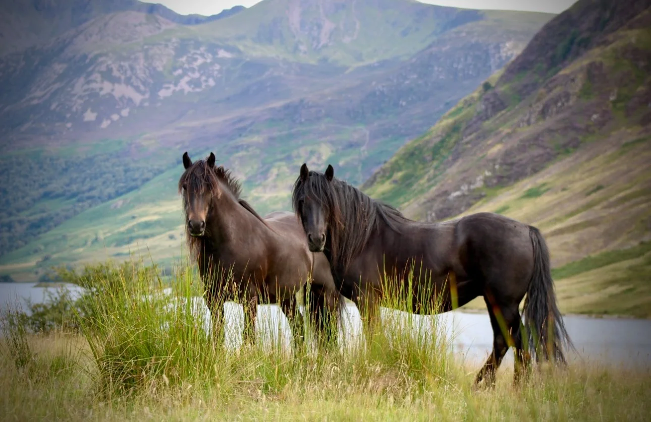 Two dark-colored horses standing in grassy field near a body of water with mountainous landscape in the background.