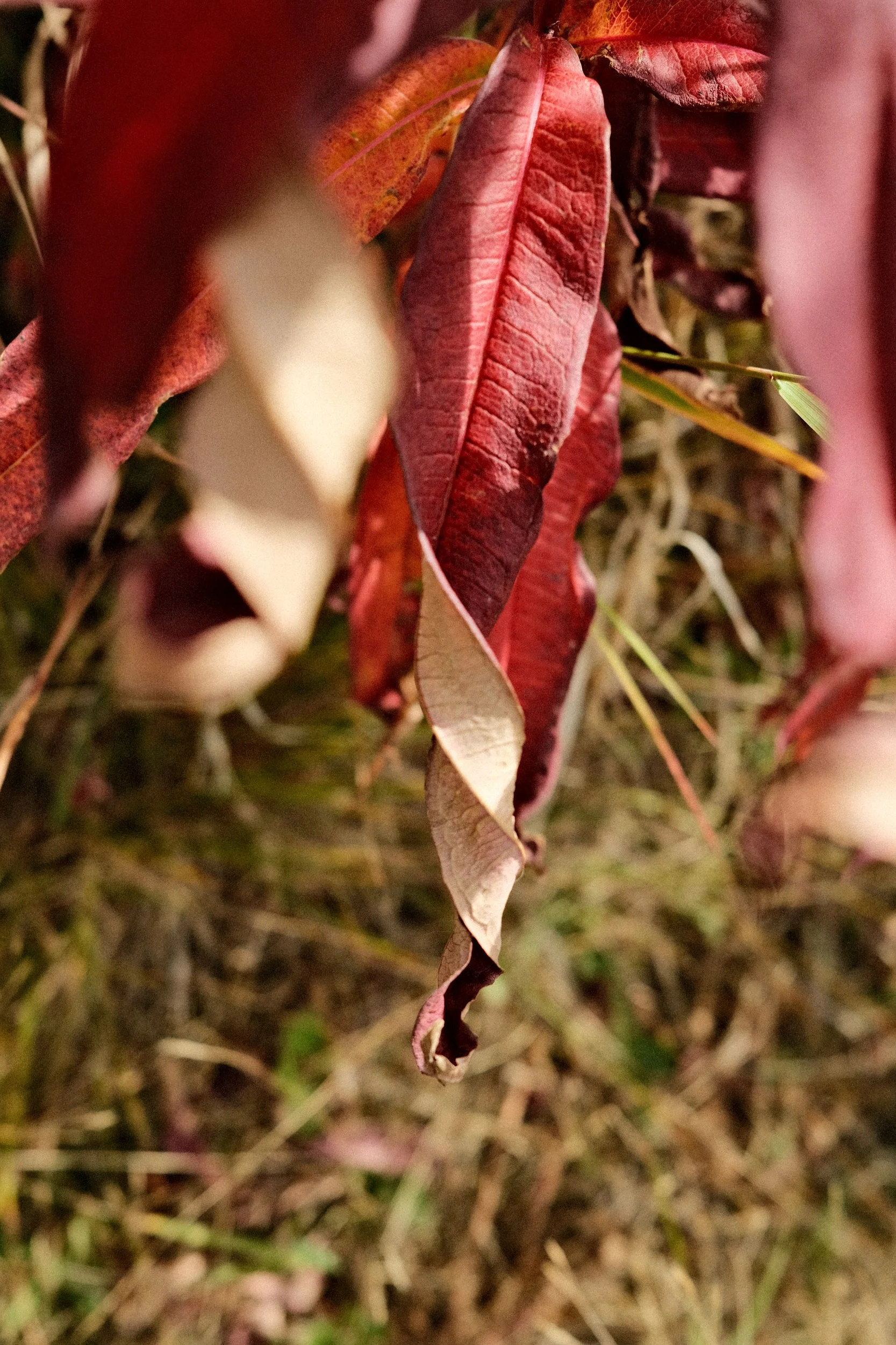 DSCF0271.png