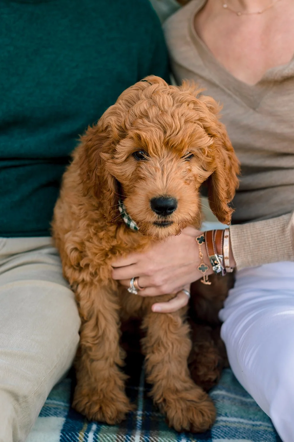 A person in beige pants holding a fluffy, brown puppy with curly fur, sitting on a blue and green plaid blanket.