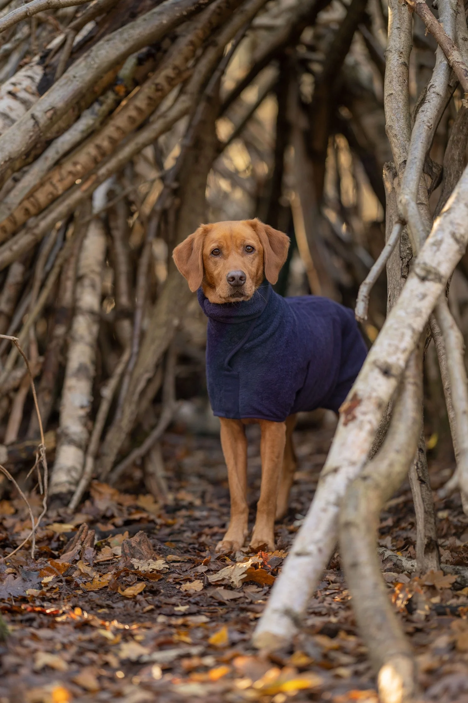 Pet Beach Boutique