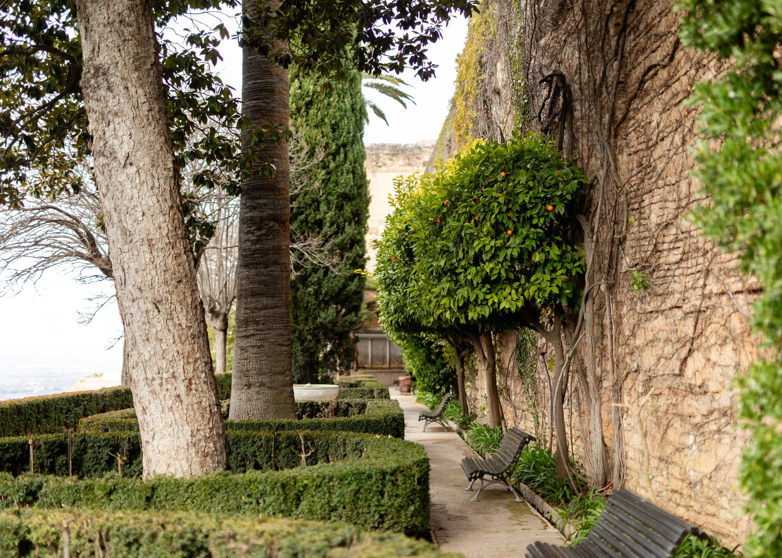 Garden pathway with palm trees and hedges, bordered by a wall with climbing plants and benches for seating.