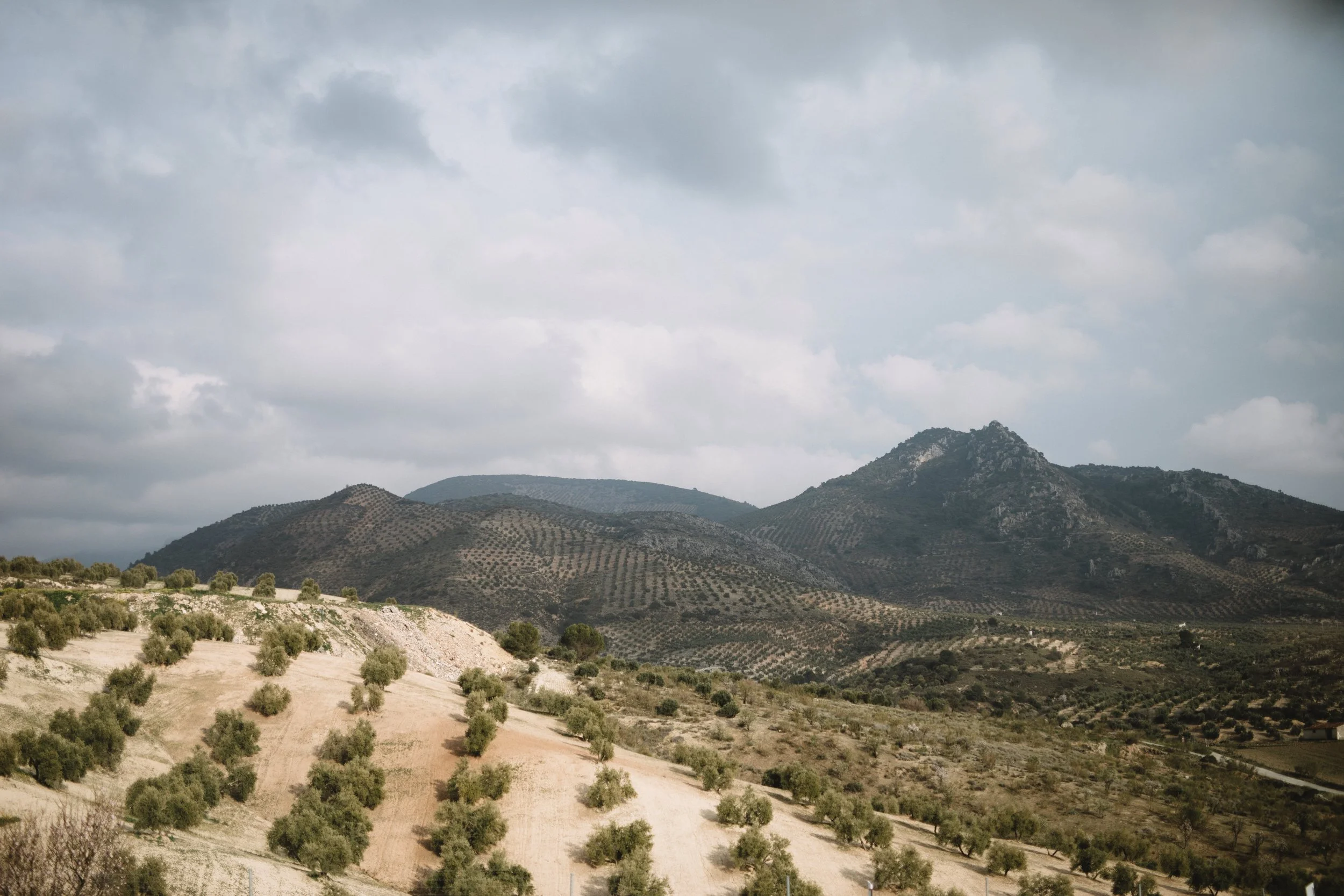 Rolling hills with olive groves under a cloudy sky.