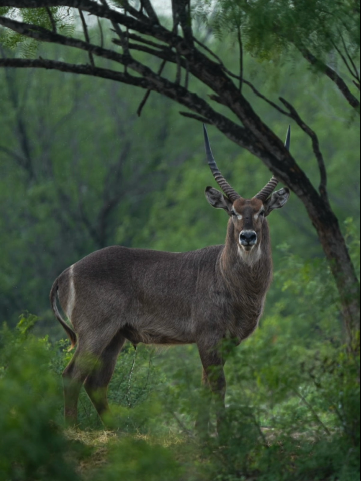 Waterbuck.png