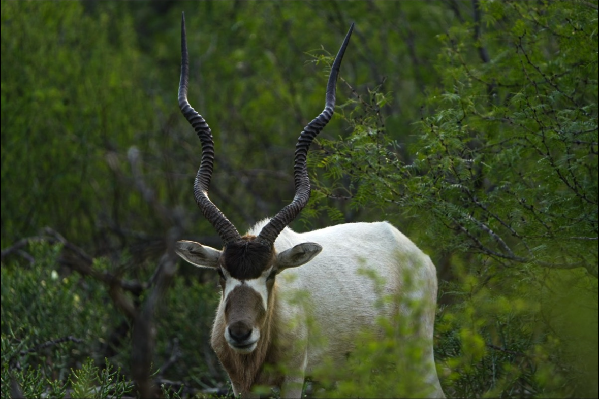 Addax.png