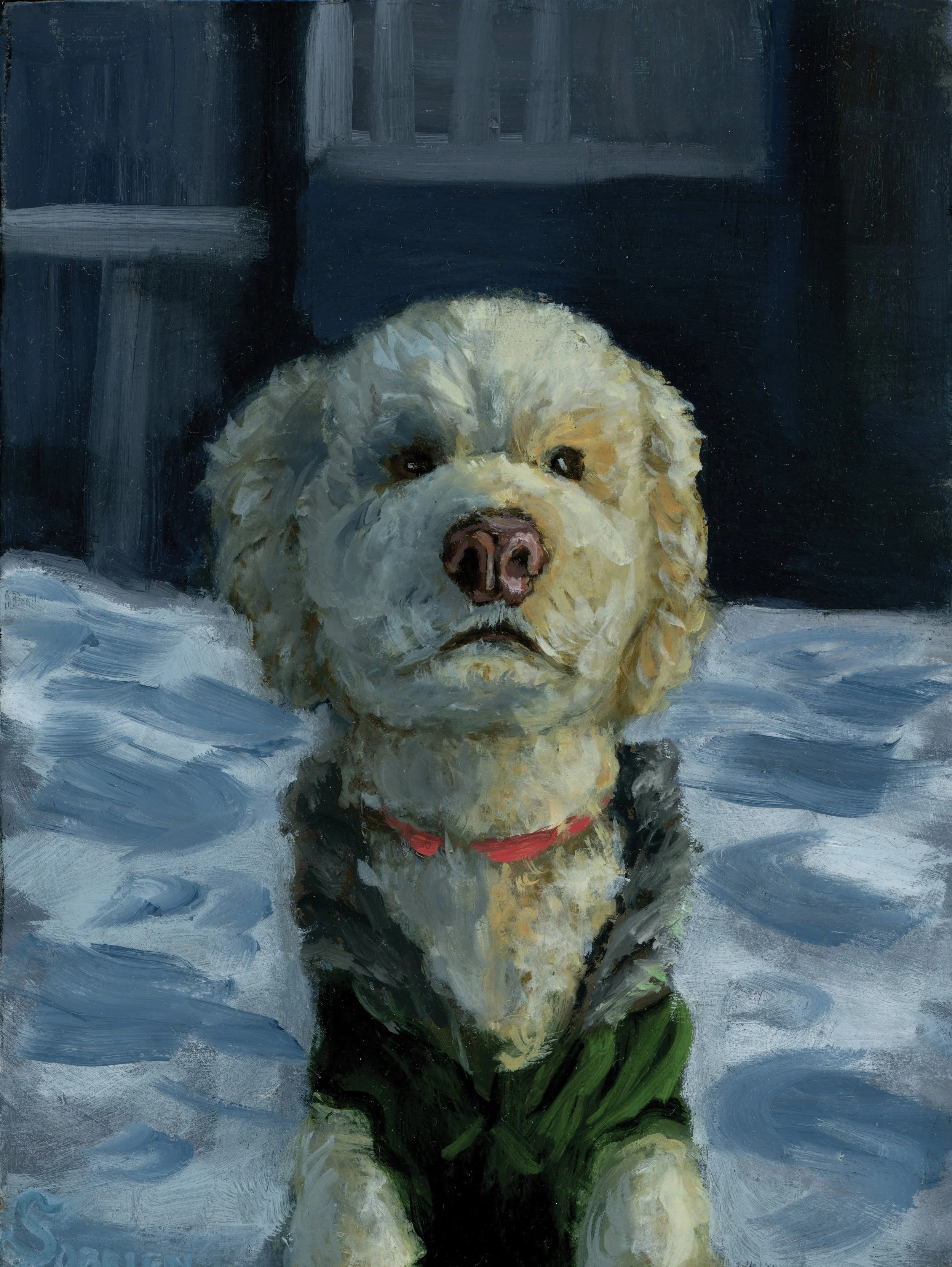 Image depicting a medium sized dog, sitting in a snow field, looking directly at camera in a dazed cuteness.