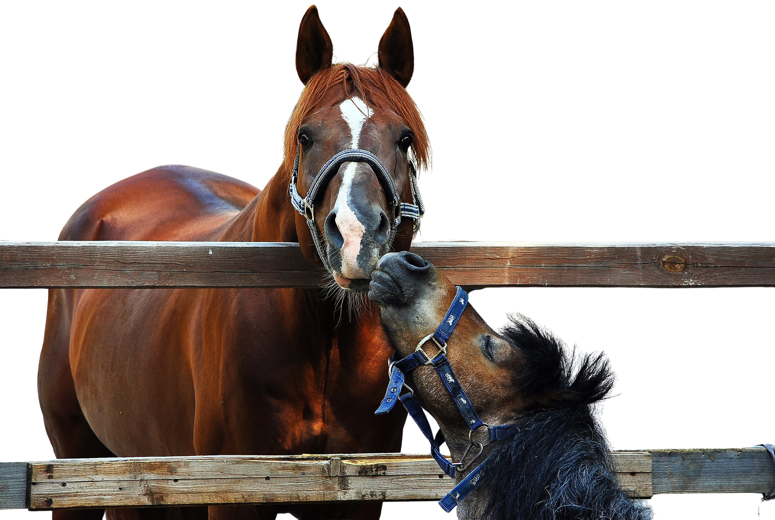 Pferde mit Pony