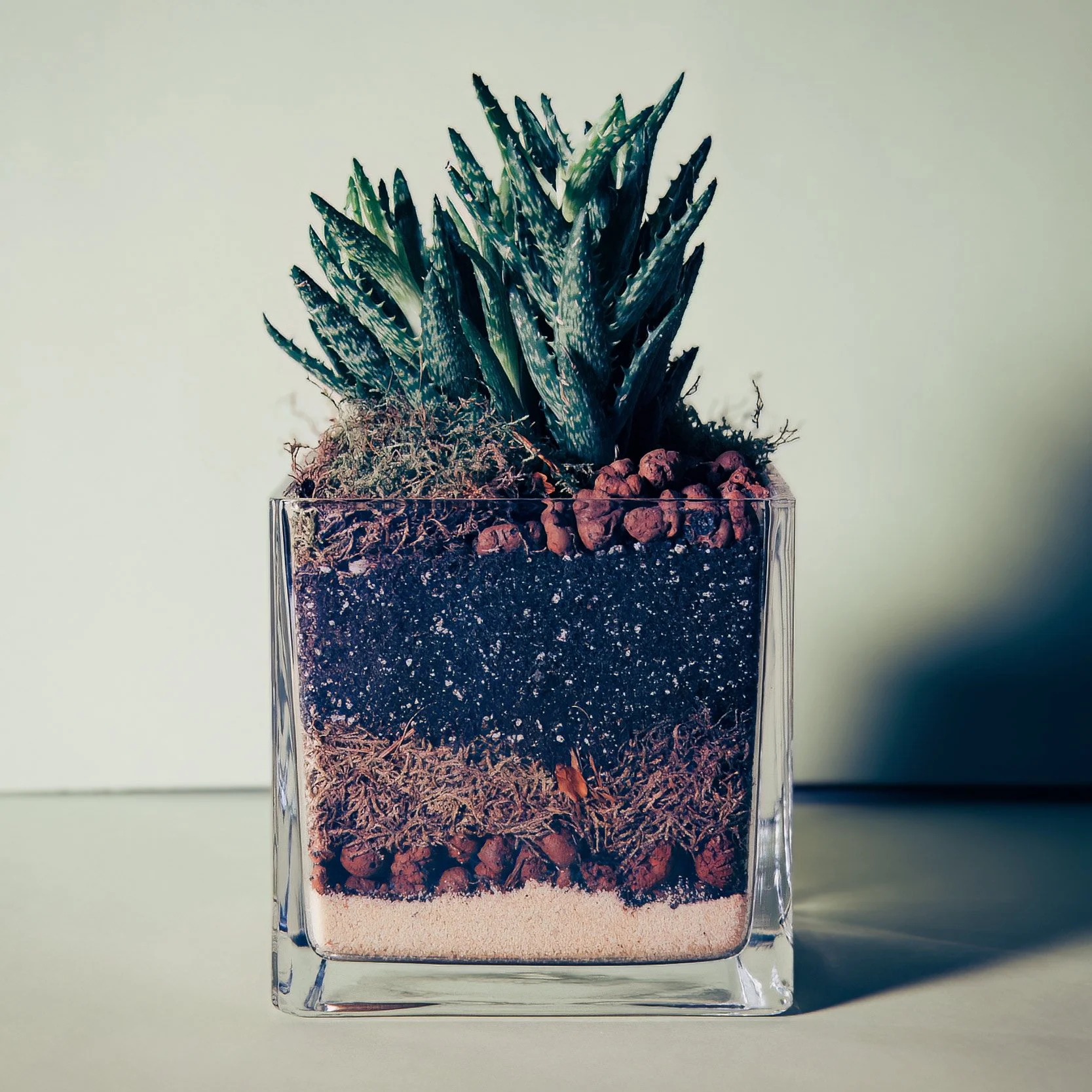 fix_plant.jpg
