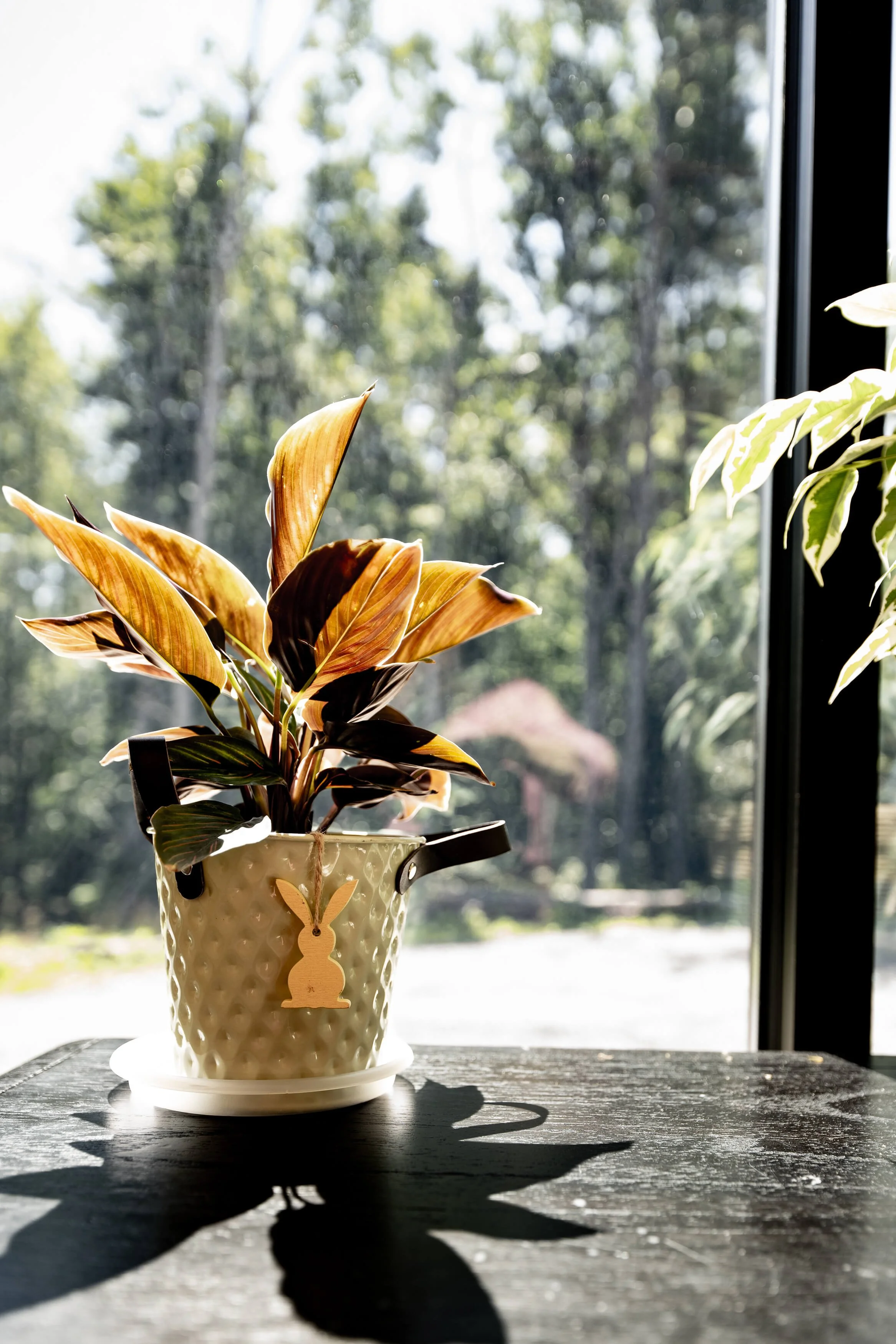 home-plants.jpg