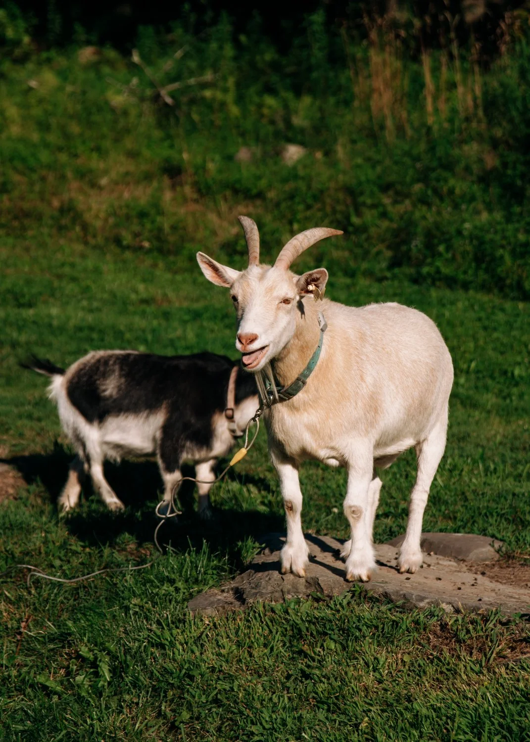 goats-on-lawn-blue-fox-motel.jpg