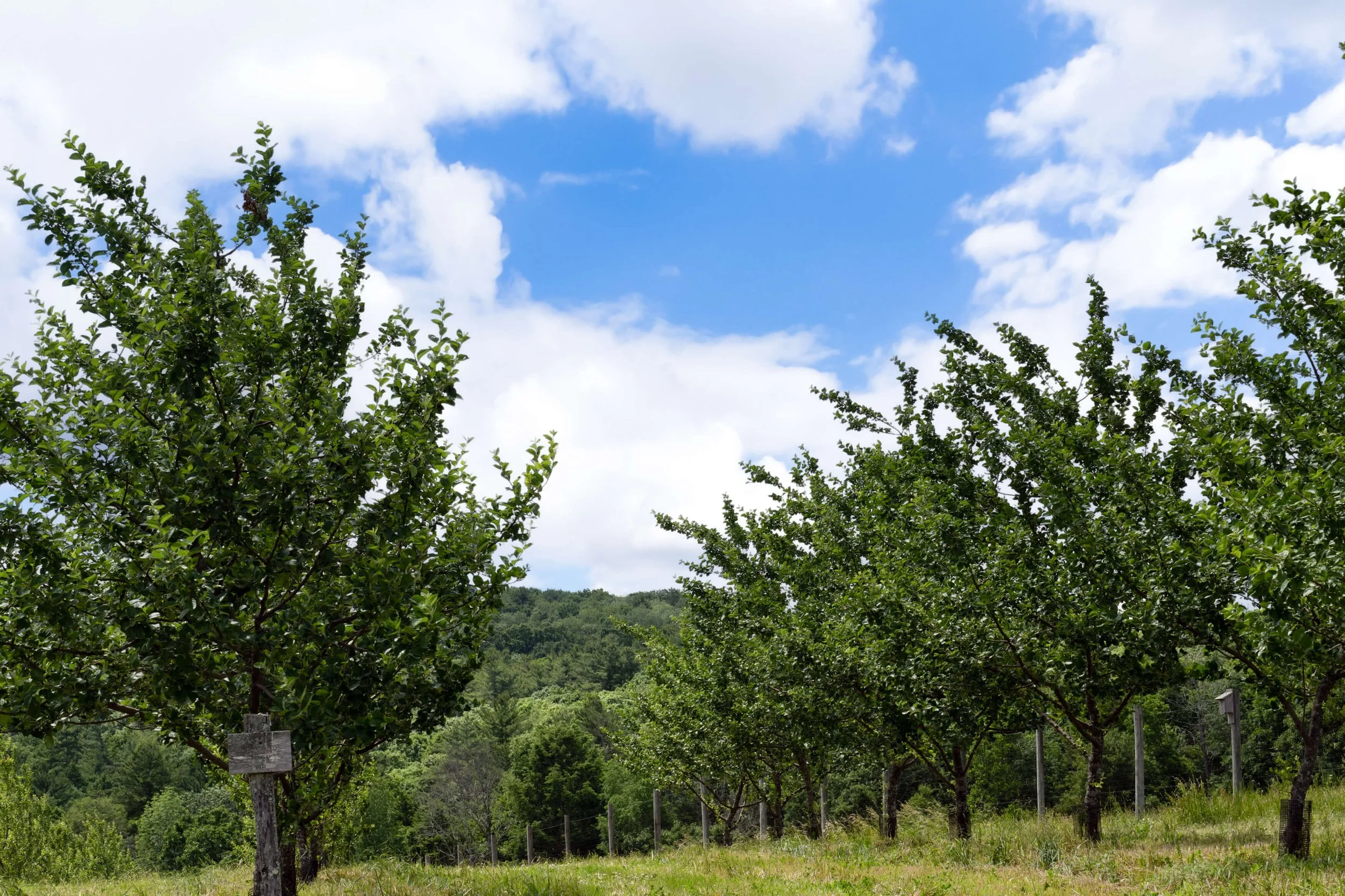 apple-orchard-seminary-hill.jpg