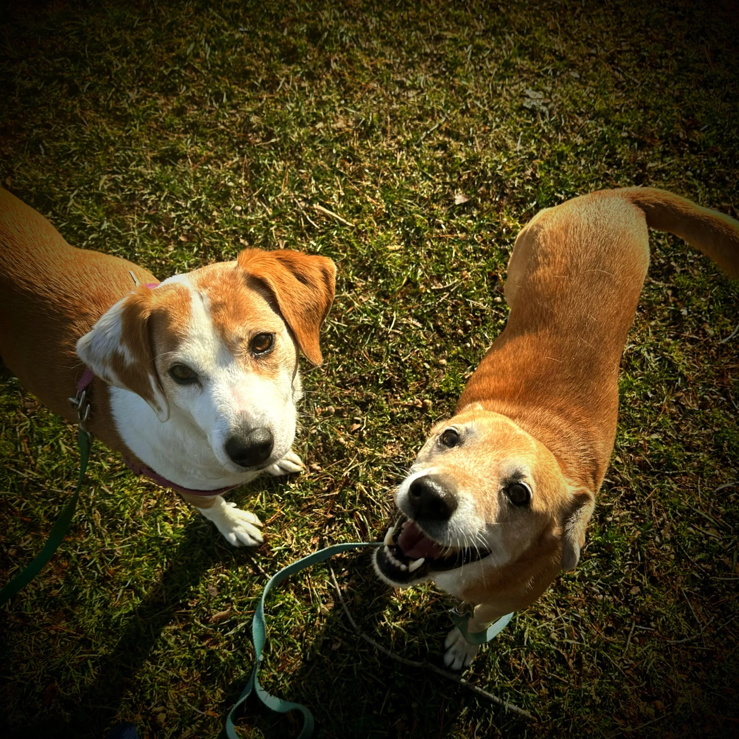 Two dogs standing on grass looking up at the camera.