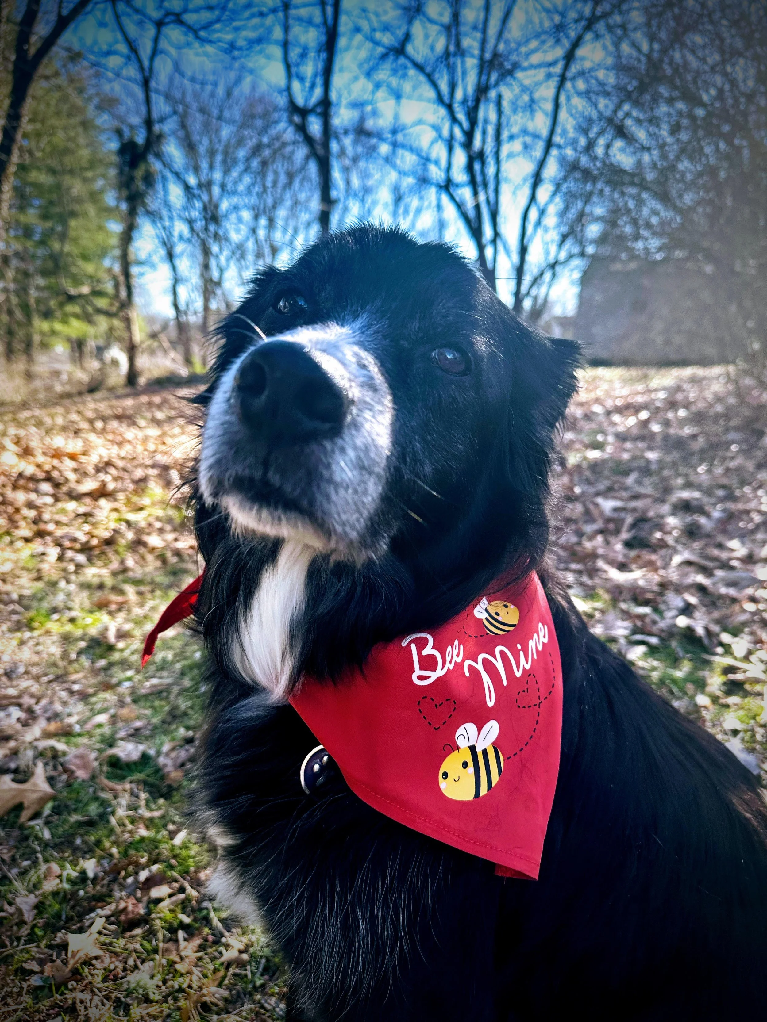 Close-up of a black and white dog wearing a red bandana with bees and the words 'Bee Mine', outdoors on a fall day with trees and fallen leaves.