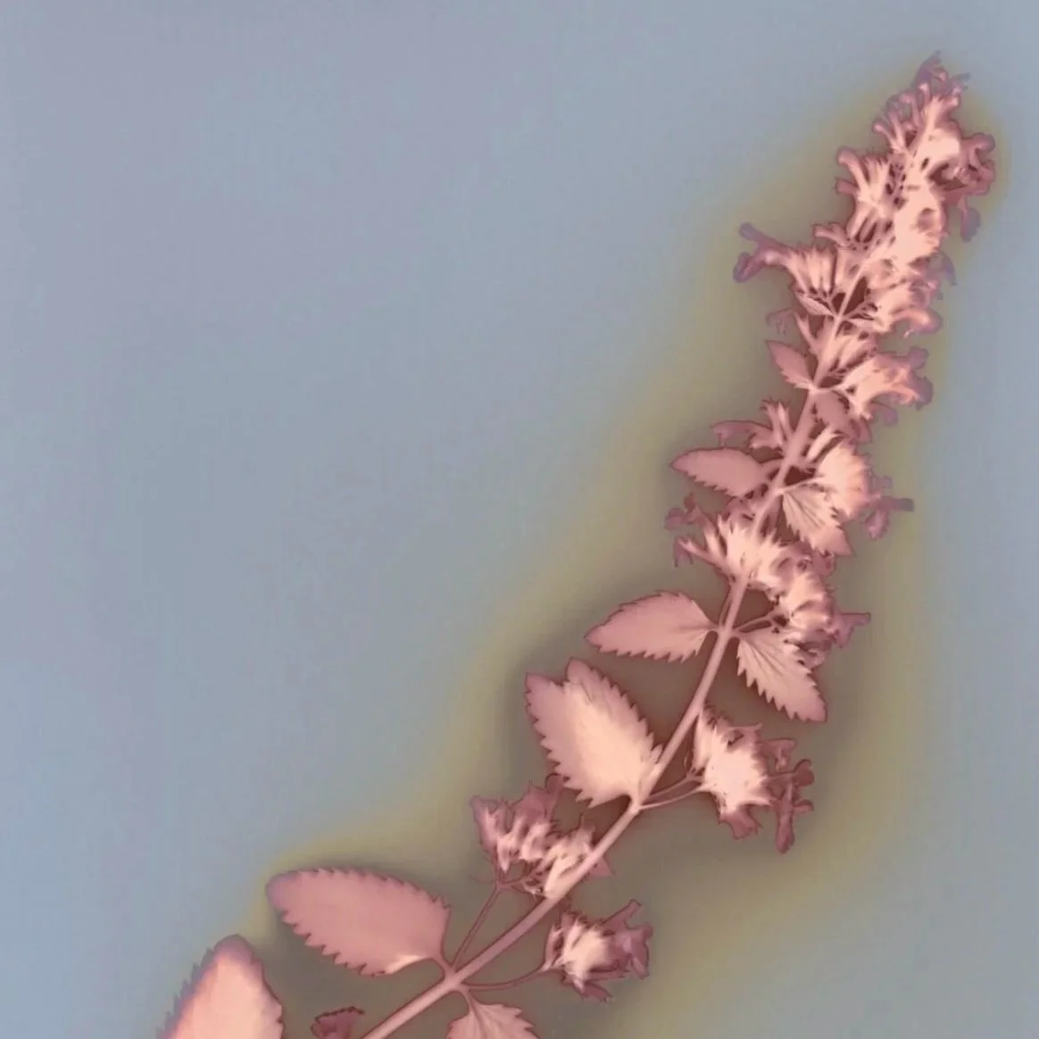 12DE2CCF-18A2-4418-A55A-60E1C992E64B_1_201_a.jpg