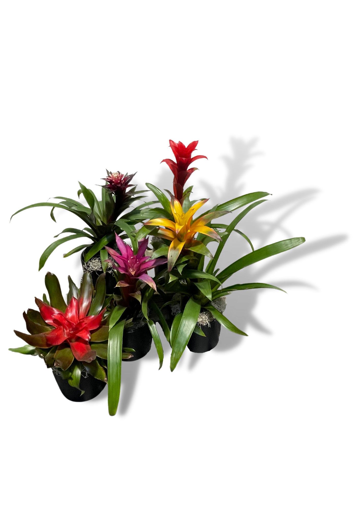 Bromeliad