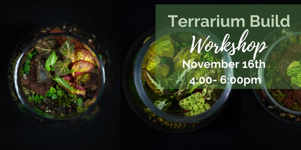 November 16th Header.jpg