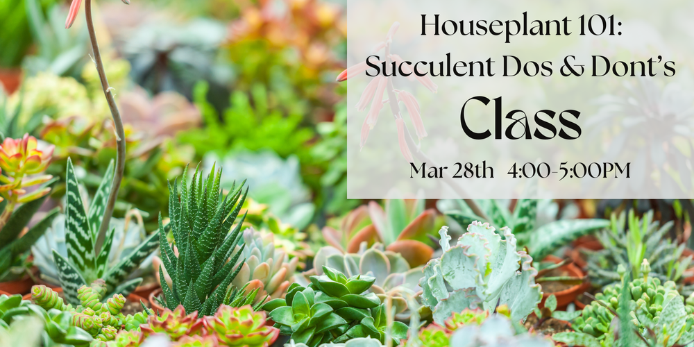 Succulent 101.png