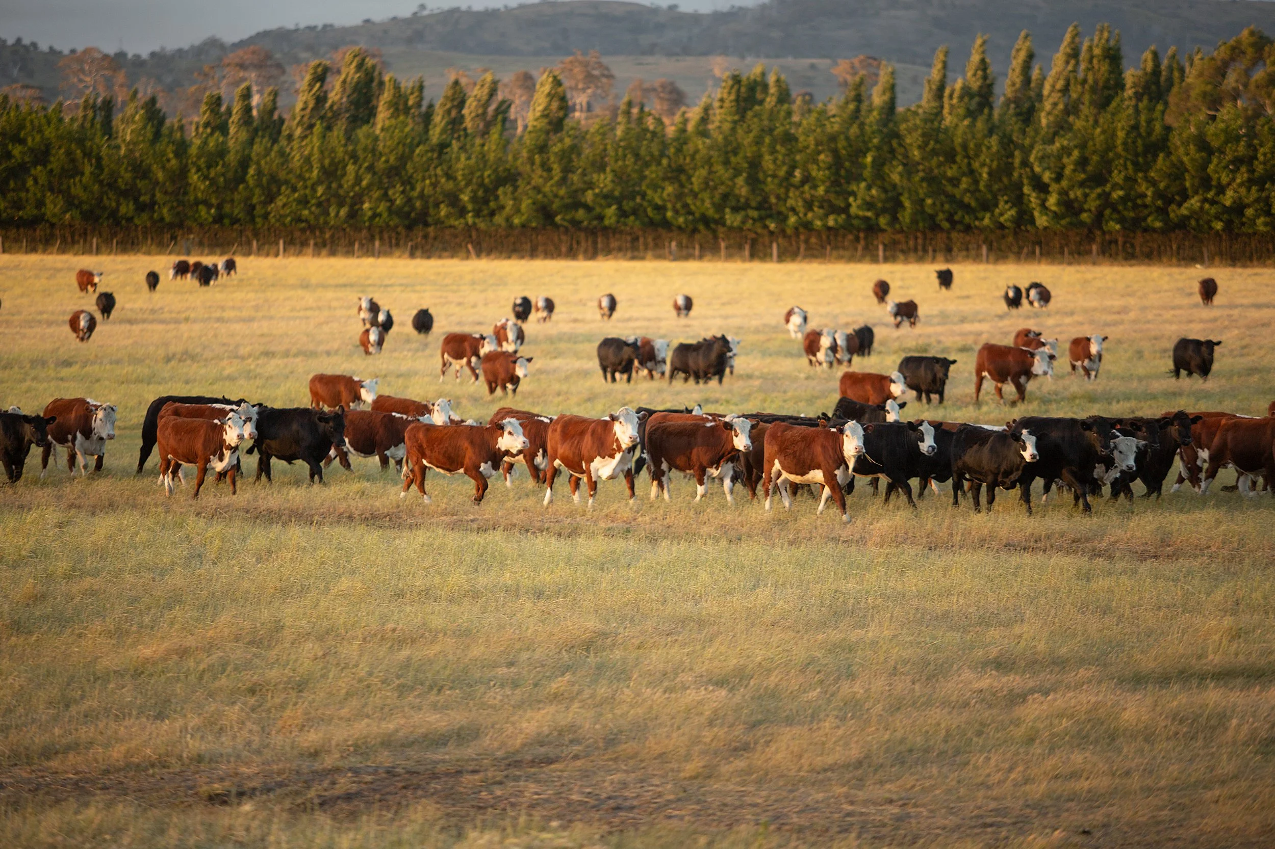 Insurance Coverage on Cattle — Insure Your Livestock