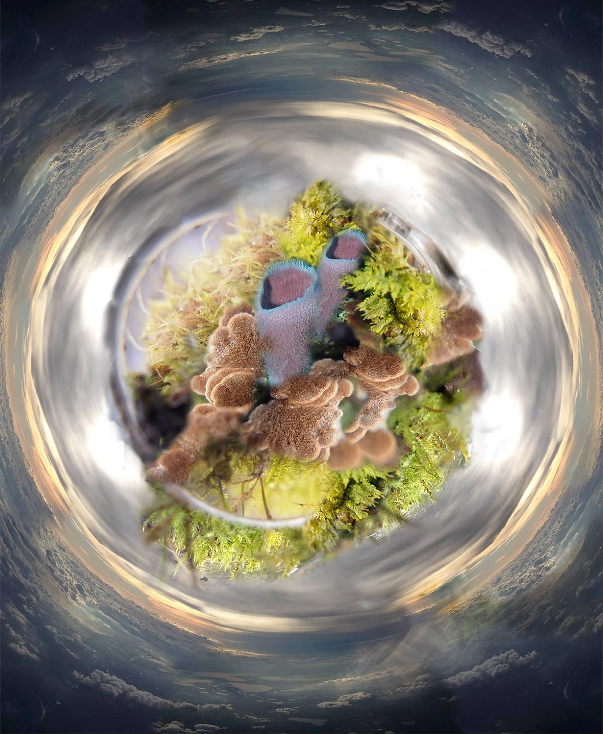 forest collage5_600_2x.jpeg