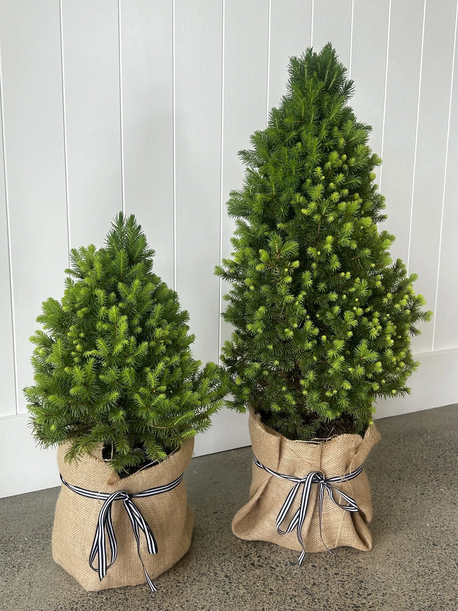 the-white-barn-dwarf-alberta-christmas-trees.jpg