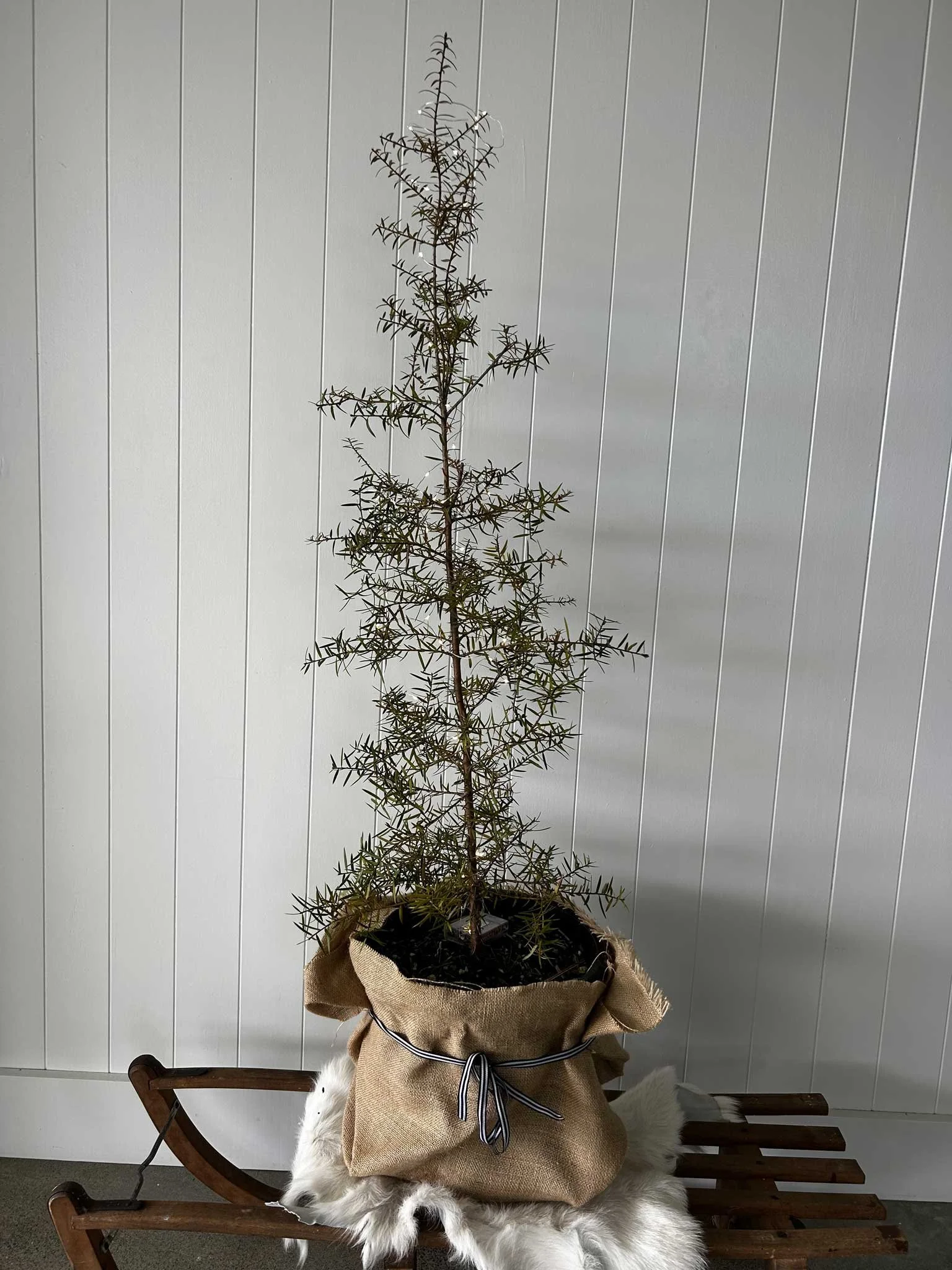 the-white-barn-totara-christmas-tree.jpg