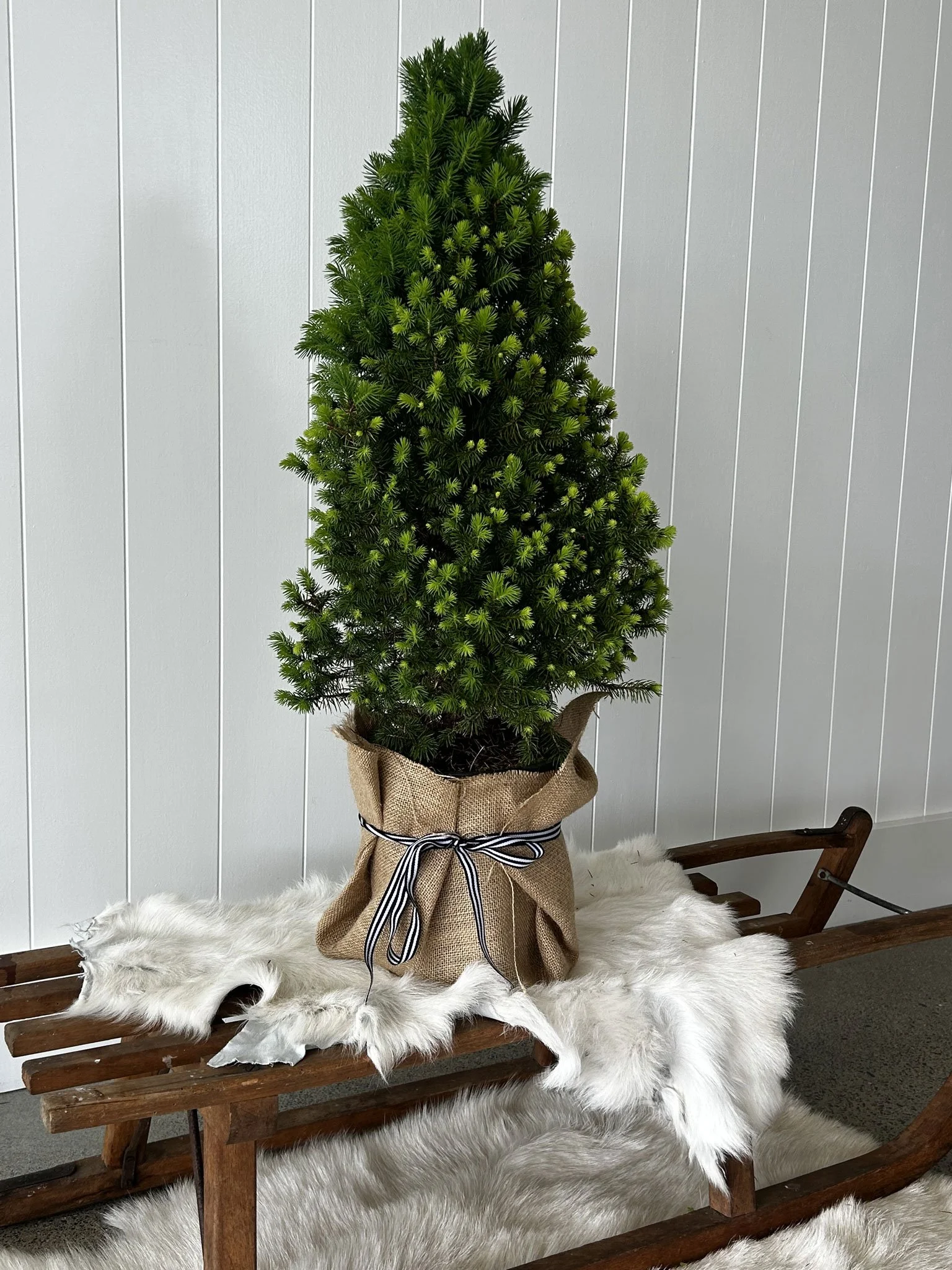 the-white-barn-dwarf-alberta-large-christmas-tree.jpg