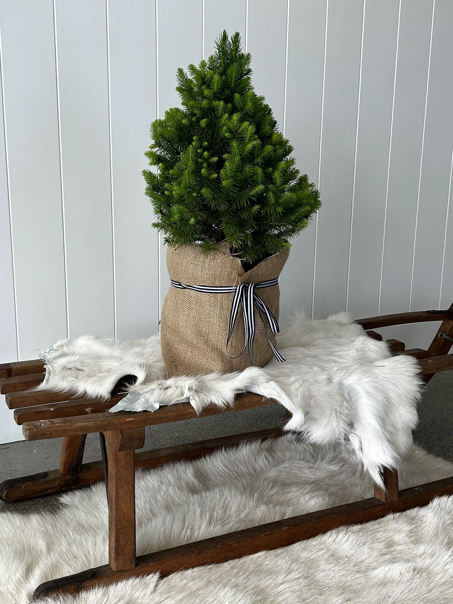 the-white-barn-dwarf-alberta-small-christmas-tree.jpg