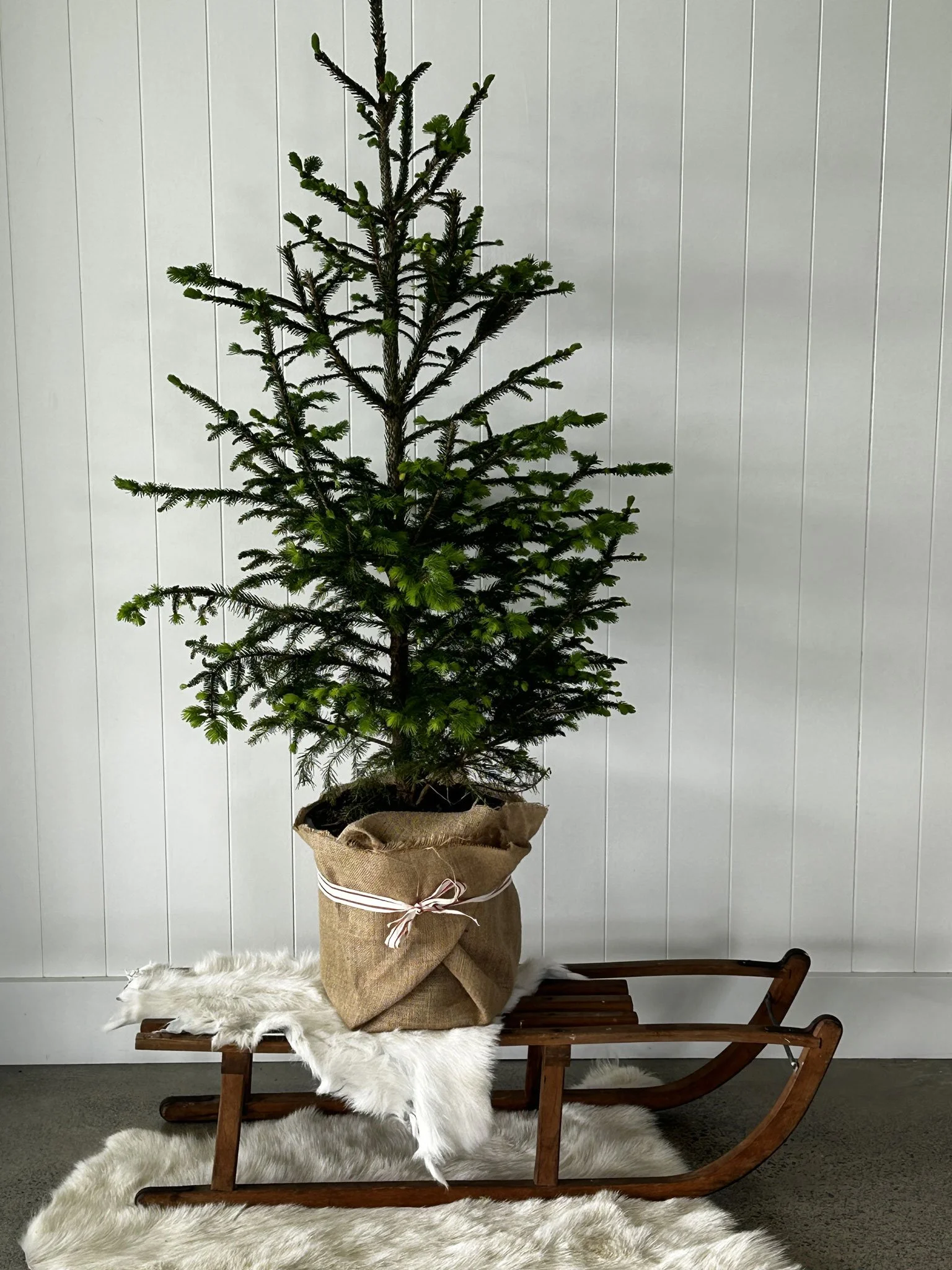 the-white-barn-picea-abies-large-christmas-tree.jpg