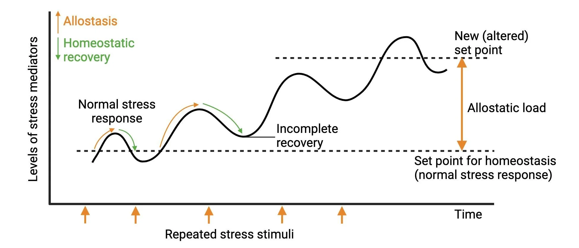 Illustration showing how ongoing stress can create cumulative strain on the nervous system and body, explaining the connection between chronic stress, burnout, and recovery.