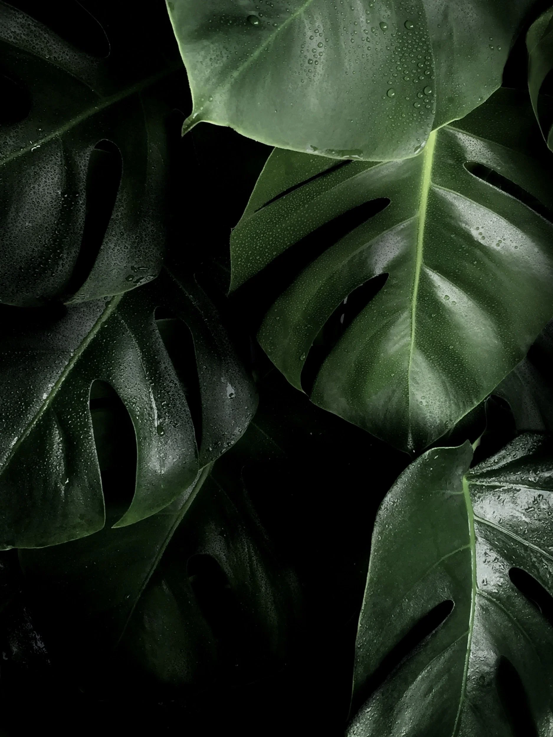 Green plant in a warm individual counseling office at Acadia Psychotherapy in McKinney, Texas.