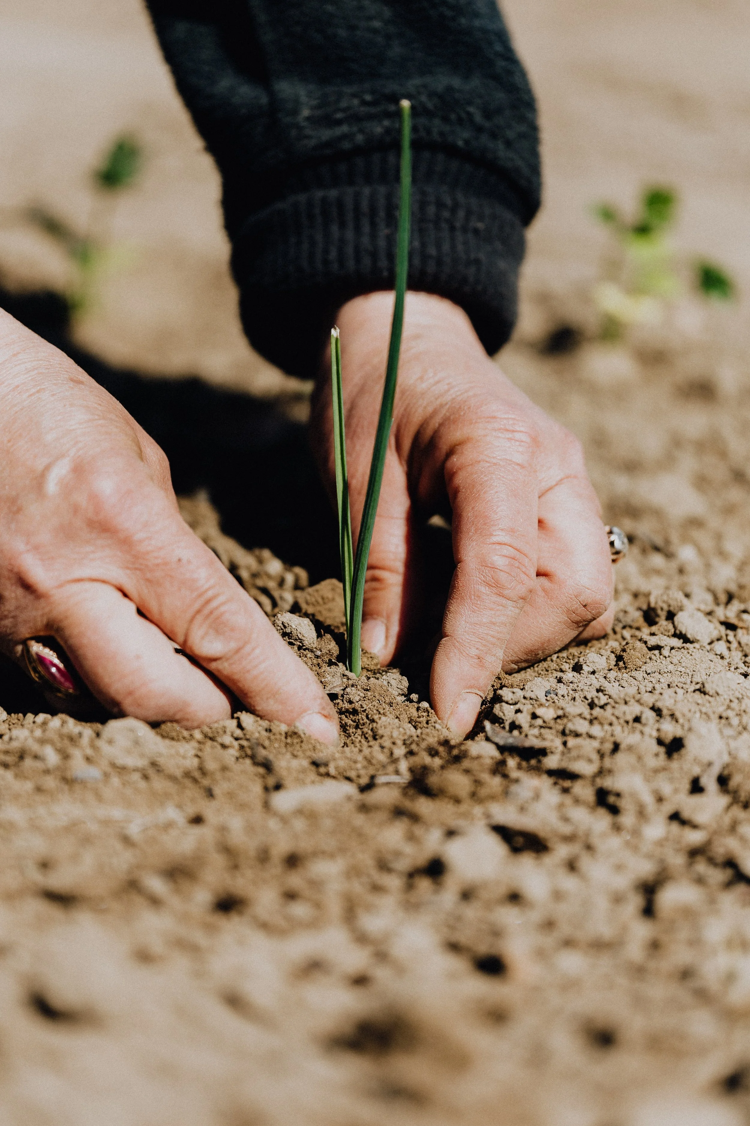 Hands planting a small green sprout in soil
