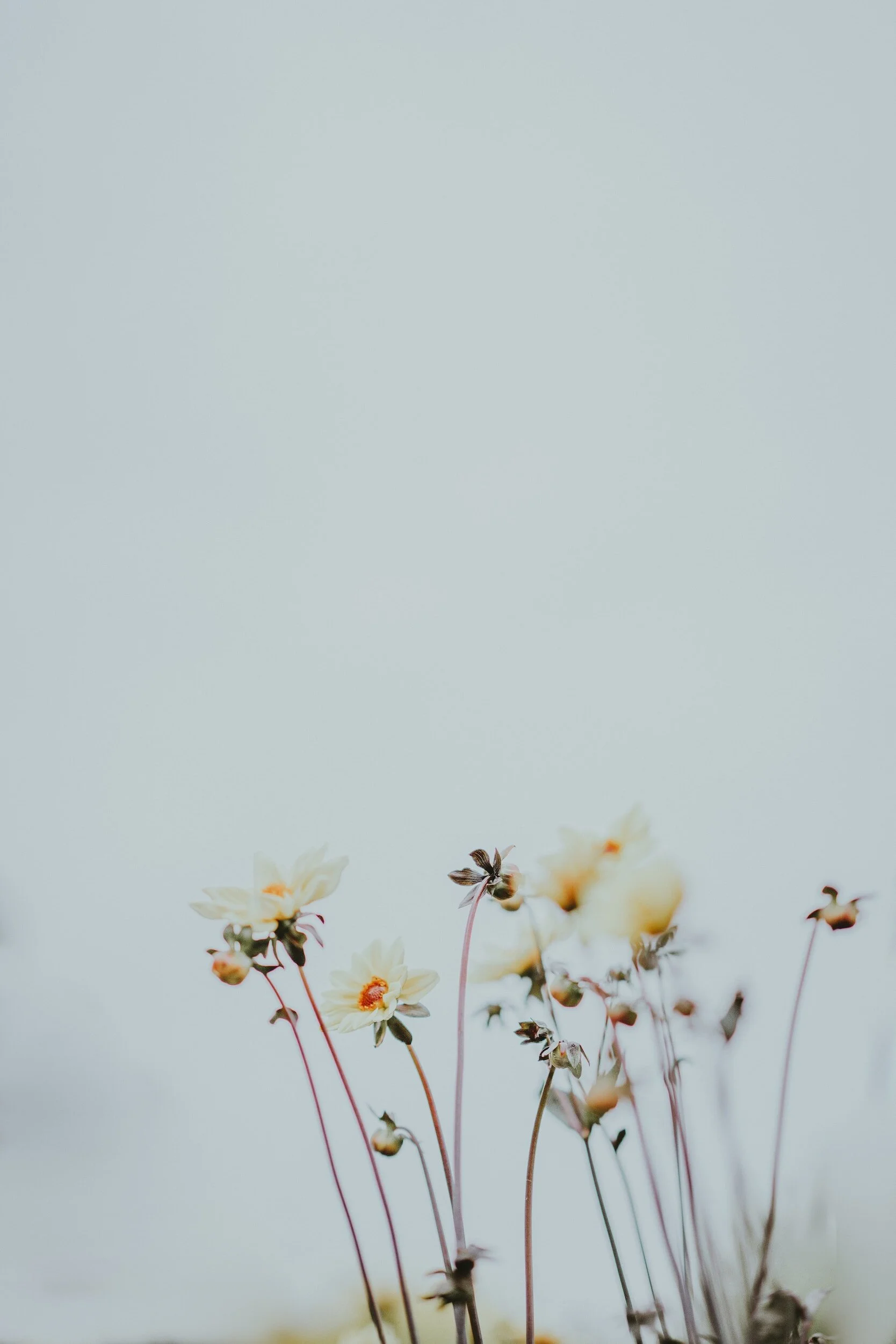 Yellow flowers on long stems against a light blue sky background.