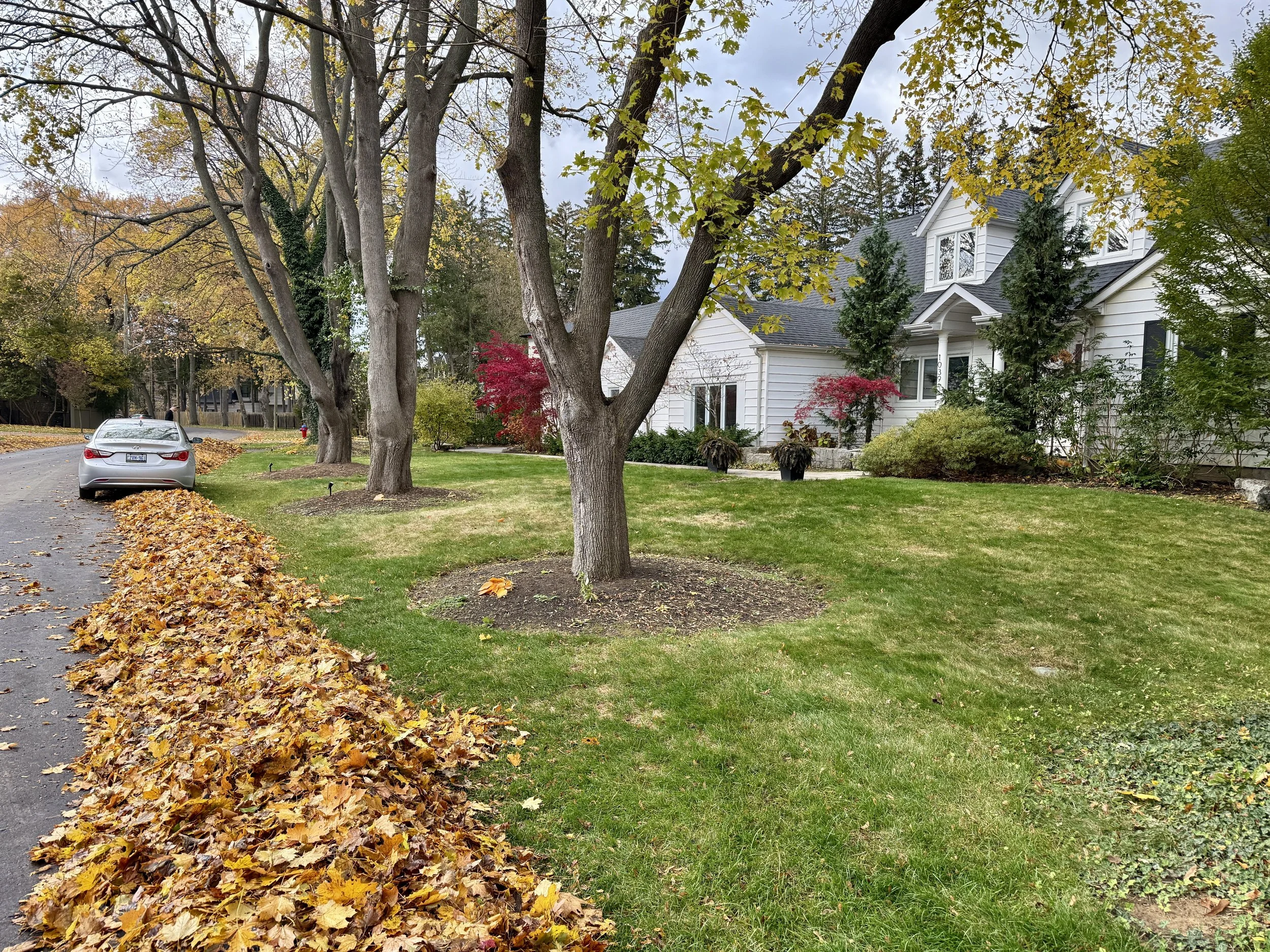 Fall cleanup completed in the Morrison Area of Oakville, Ontario. Leaves blown to the curb for town collection.