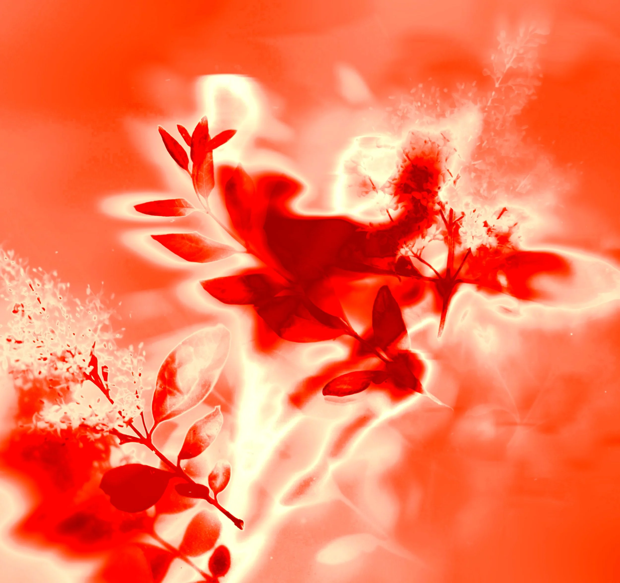 flowerpops1.Still005.jpg