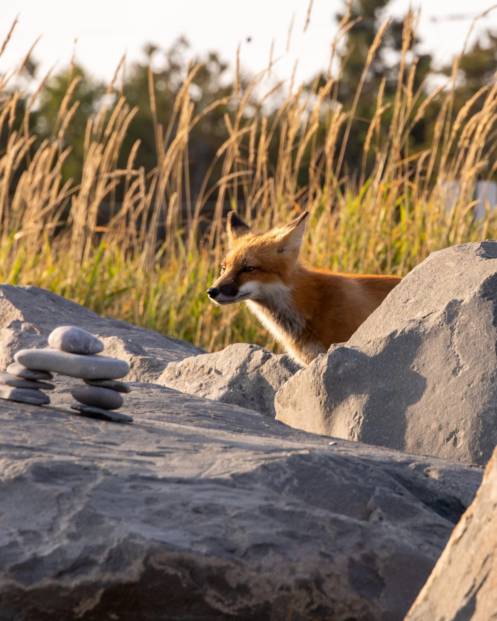 foxingaspesie.jpg