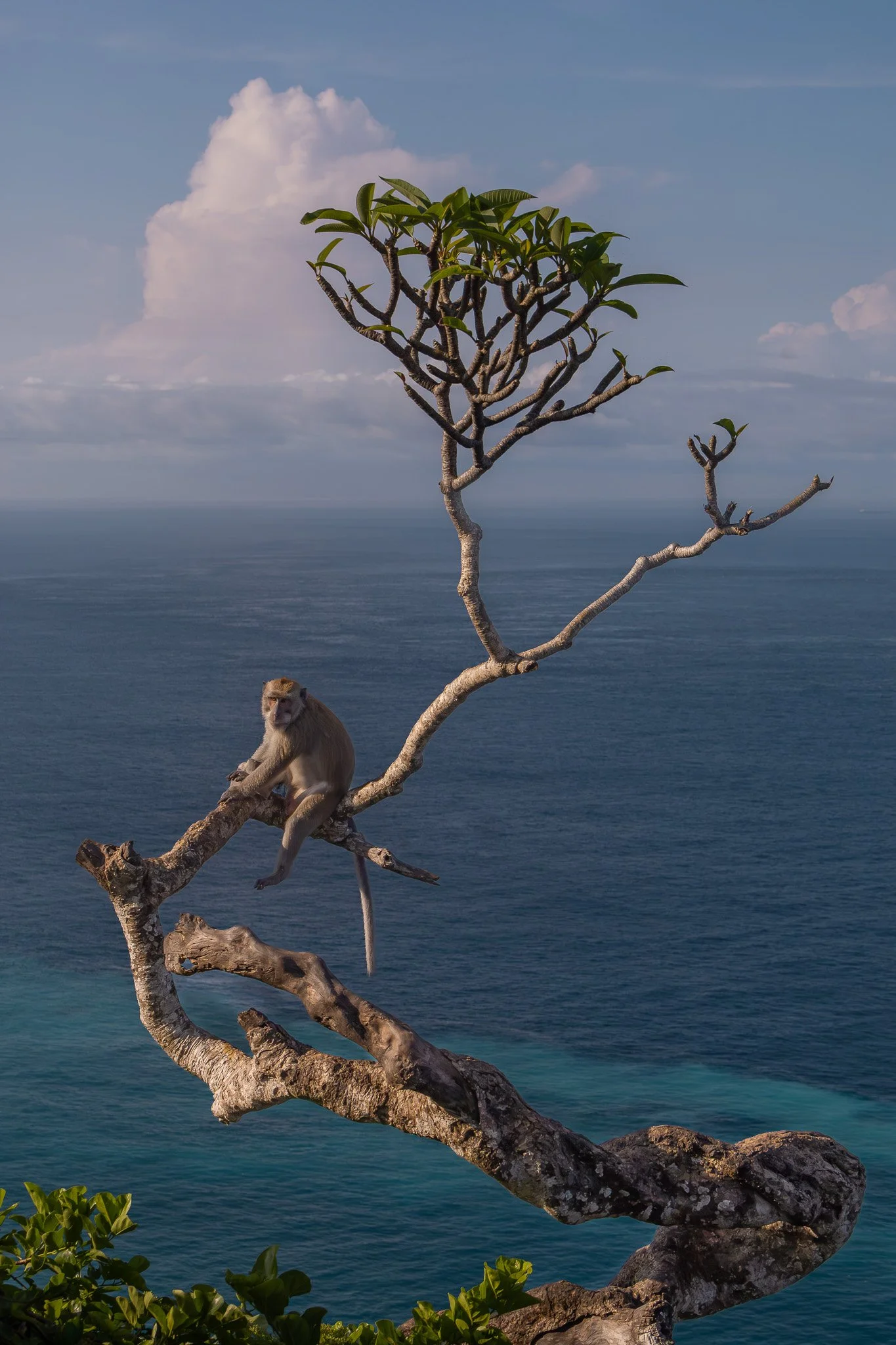 Monkey at Kelingking Beach.jpg
